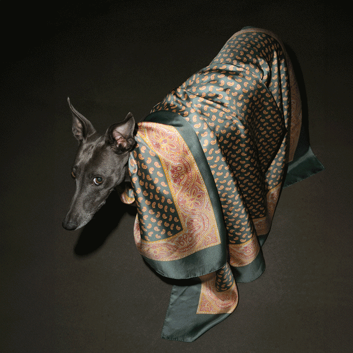 GIF leGlaronais fotografiert von Benjakon  für le Foulard Schweiz.