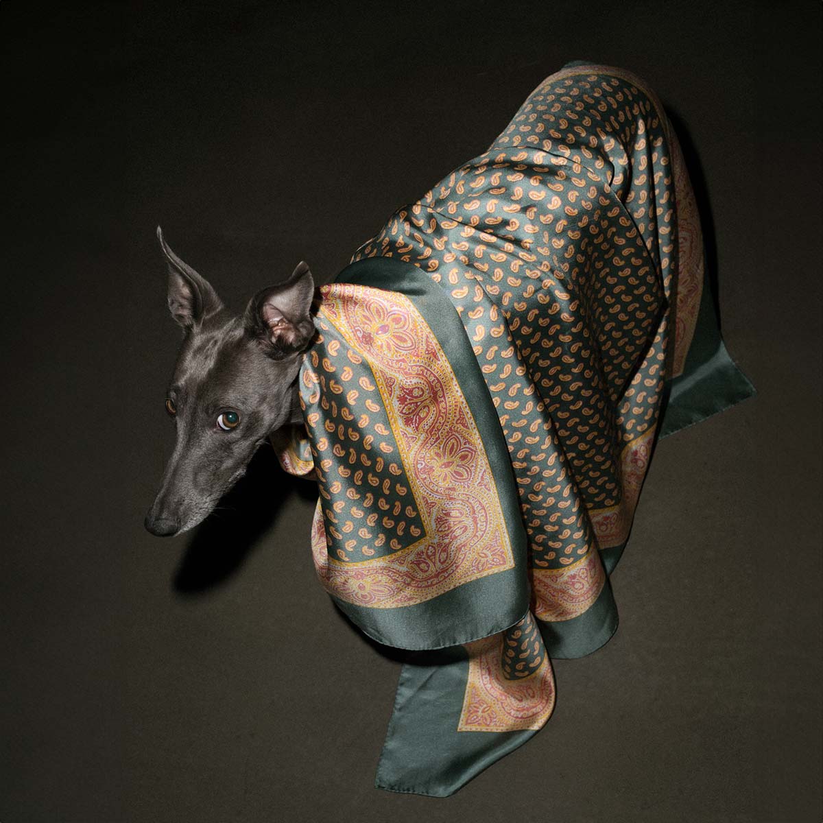 Hund mit leGlaronais Mint Turquoise Seidenfoulard von leFoulard, fotografiert von Benjakon – ikonisches Motiv